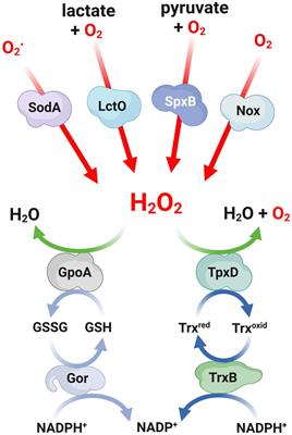 The oxidative stress response of Streptococcus pneumoniae: its contribution to both extracellular and intracellular survival
